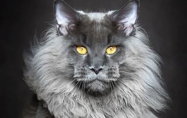 Grupo do Facebook Eu o Gato