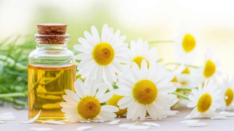 óleo essencial de camomila anúncio