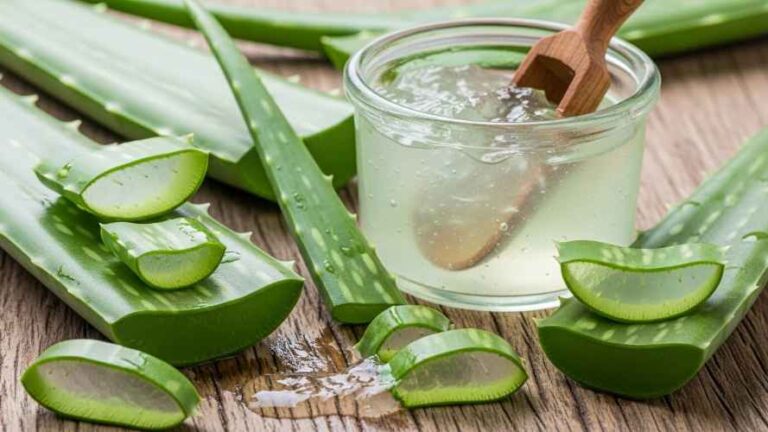 A hidratação capilar com aloe vera é uma das técnicas naturais mais eficazes para recuperar a saúde dos fios, devolver o brilho, combater